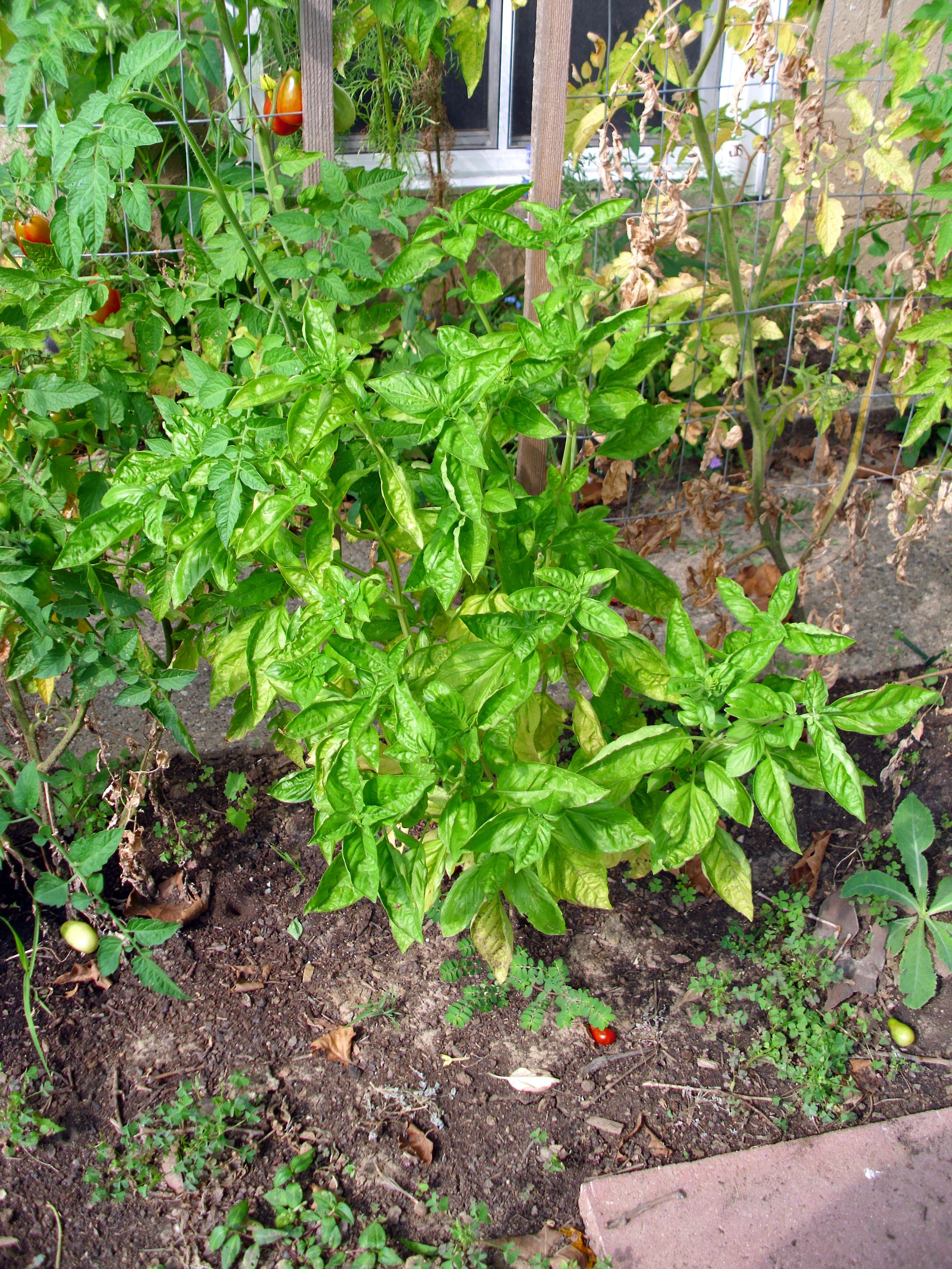 Basil growing in a kitchen garden