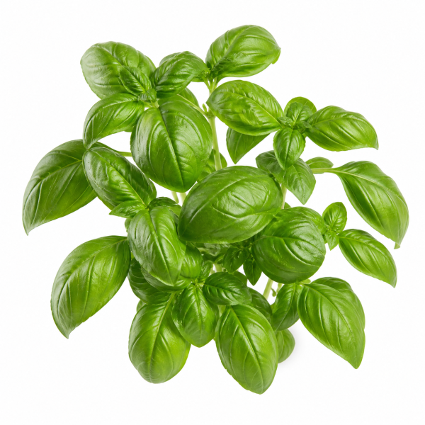 Basil