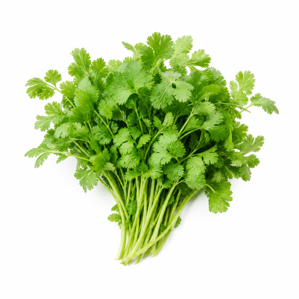 Cilantro