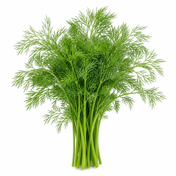 Dill