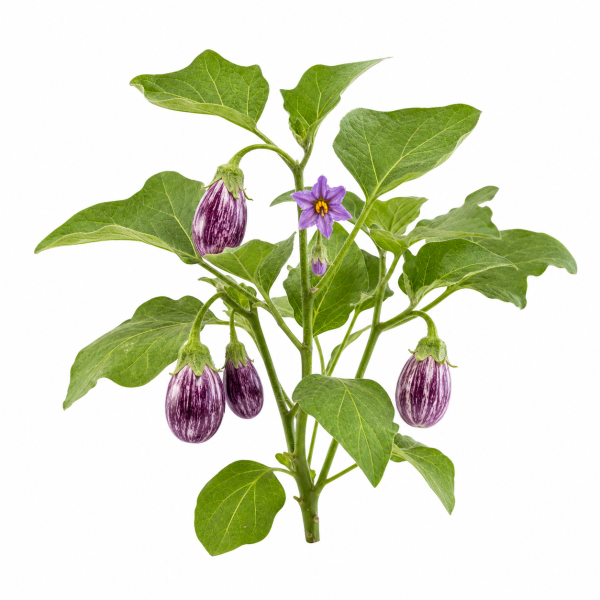 Fairy Tale Eggplant