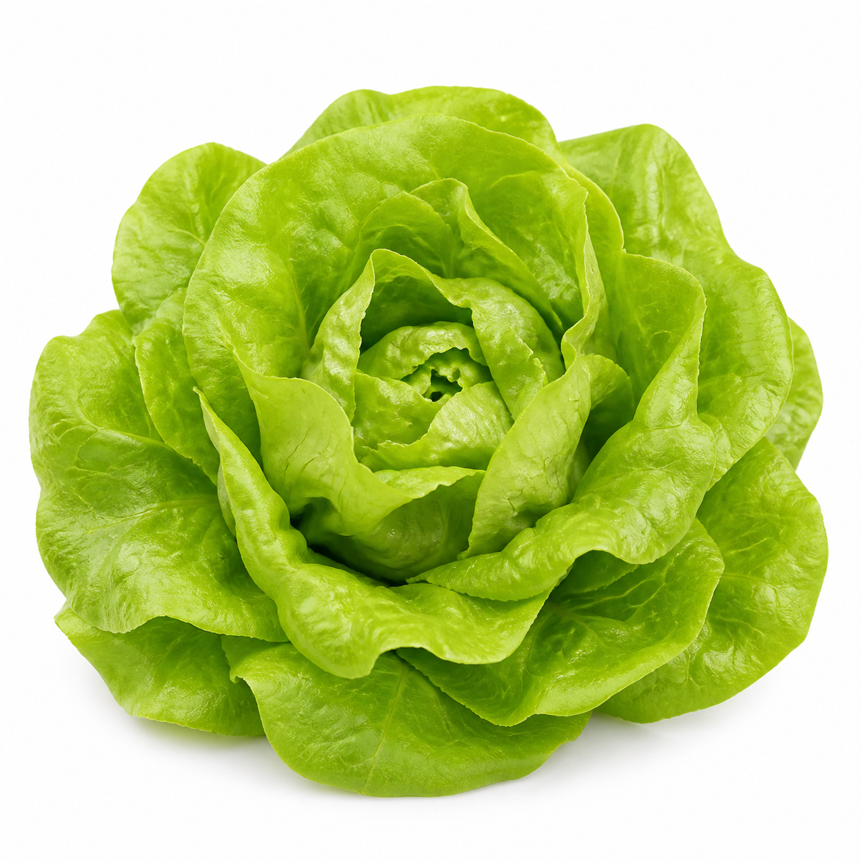 Green Lettuce