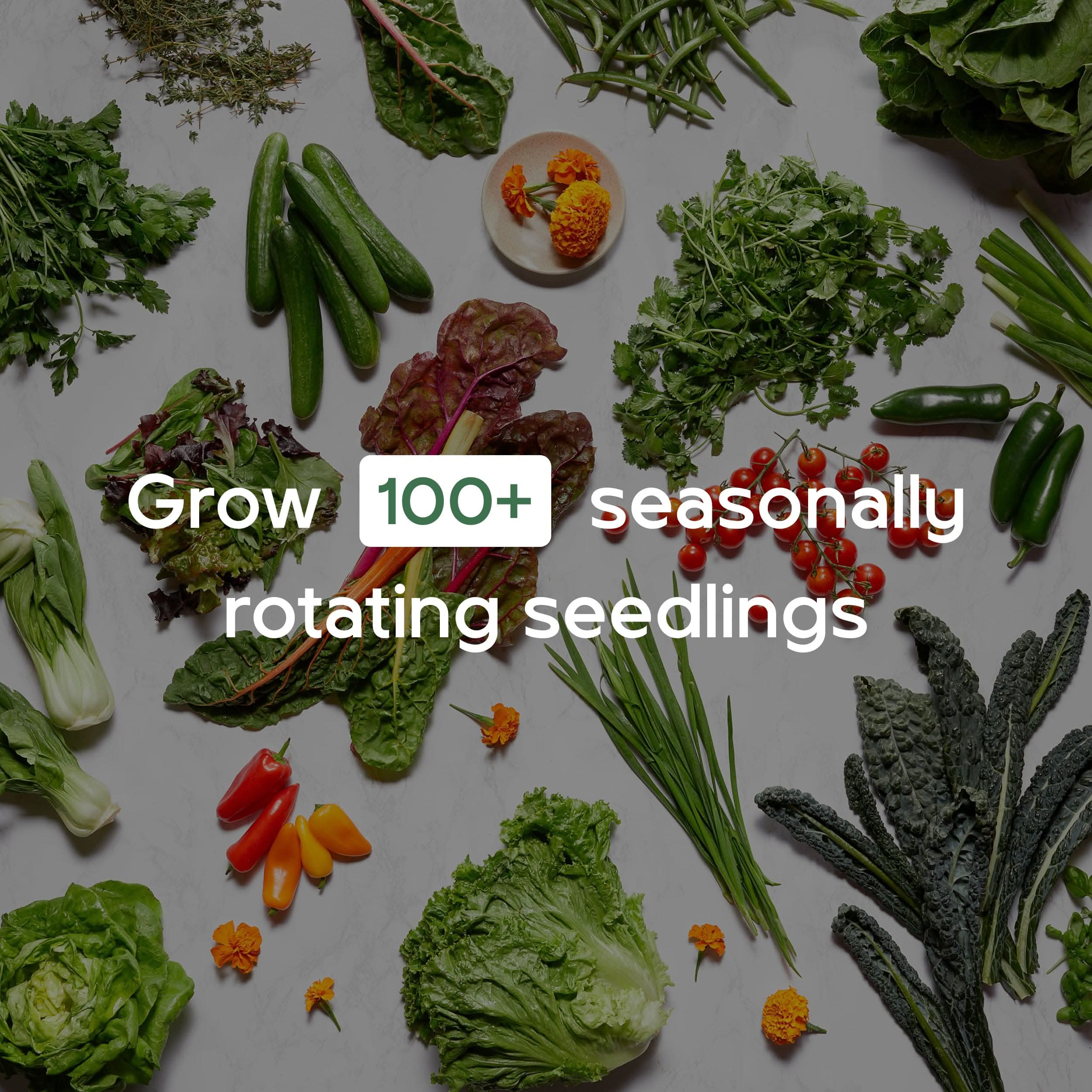 Lettuce Grow seedling variety for herbs greens and vegetables