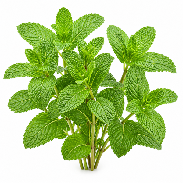 Mint
