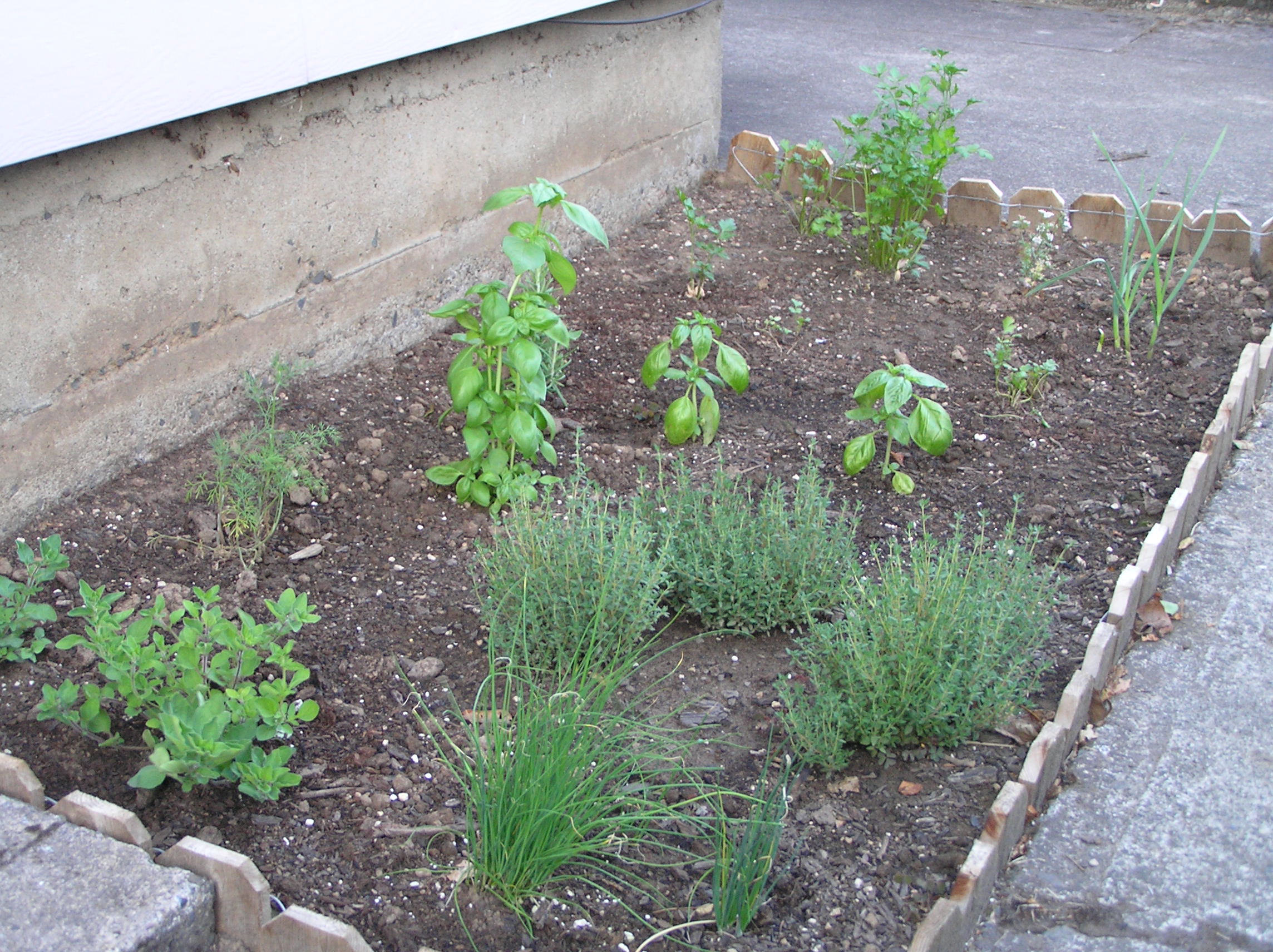 Mixed herbs including basil, rosemary, parsley, cilantro, and thyme