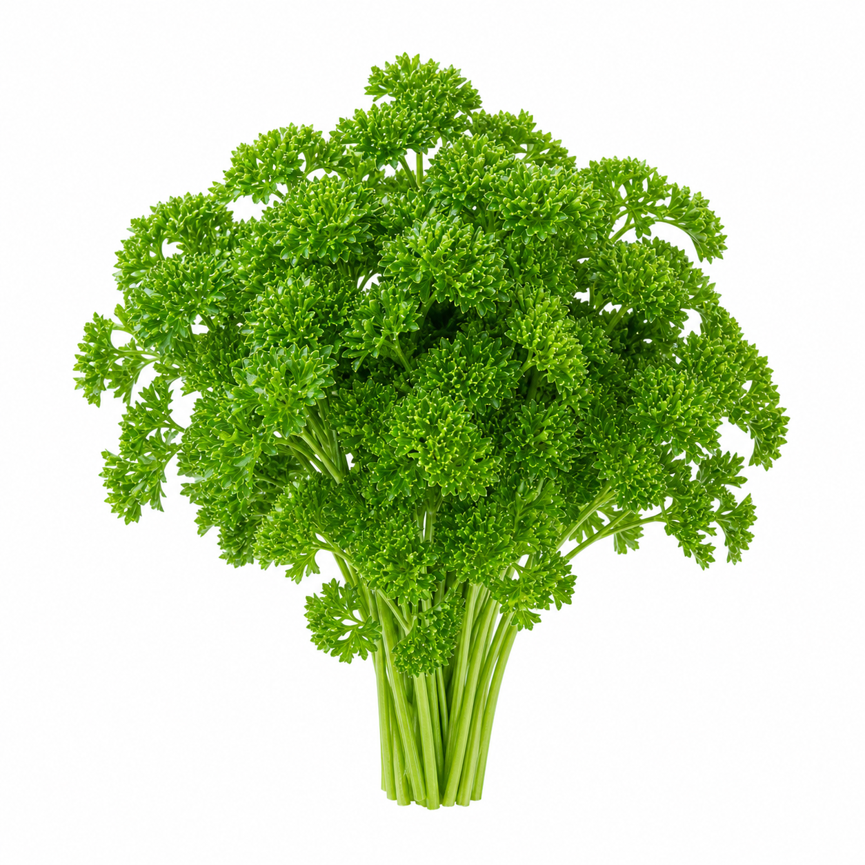 Parsley