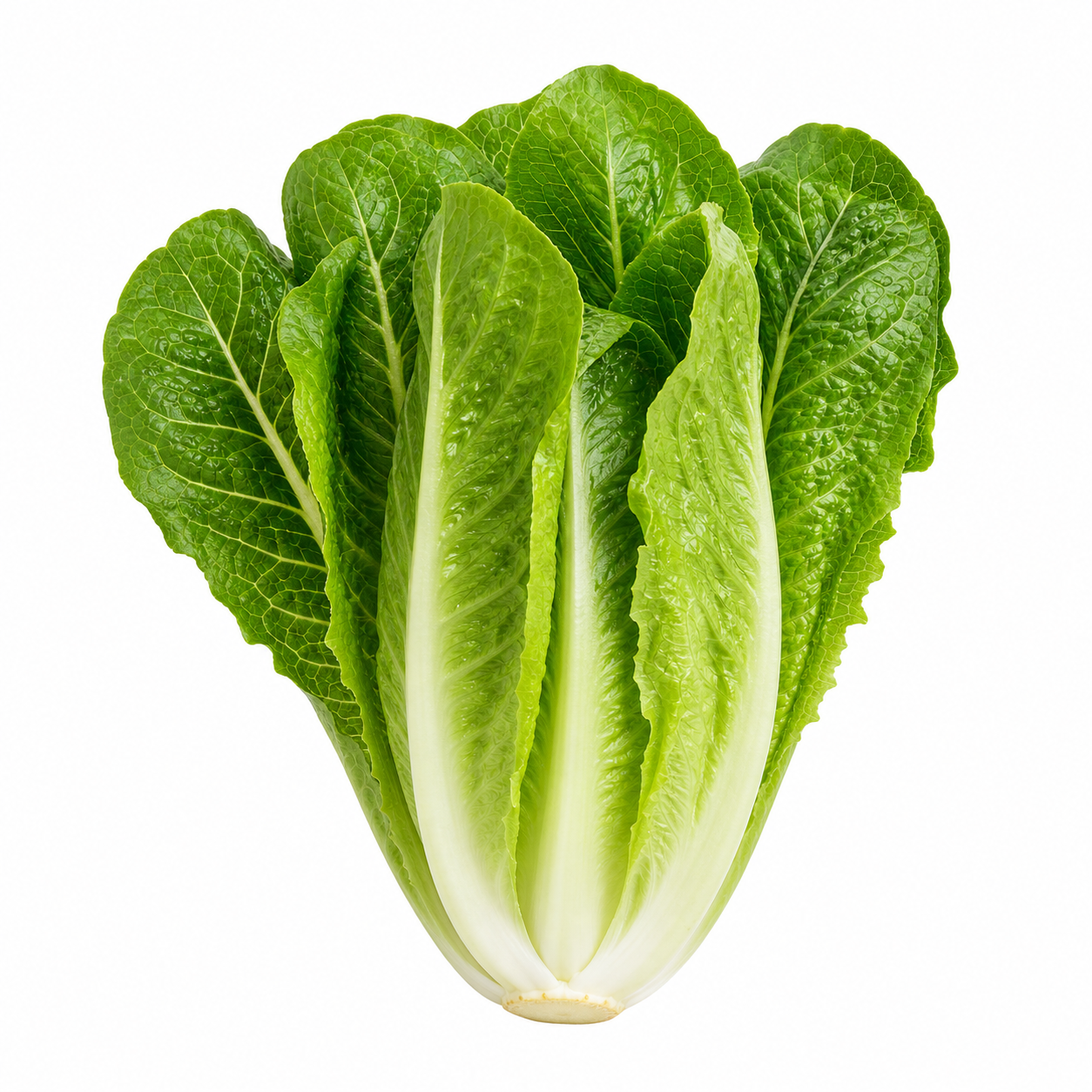 Romaine Lettuce