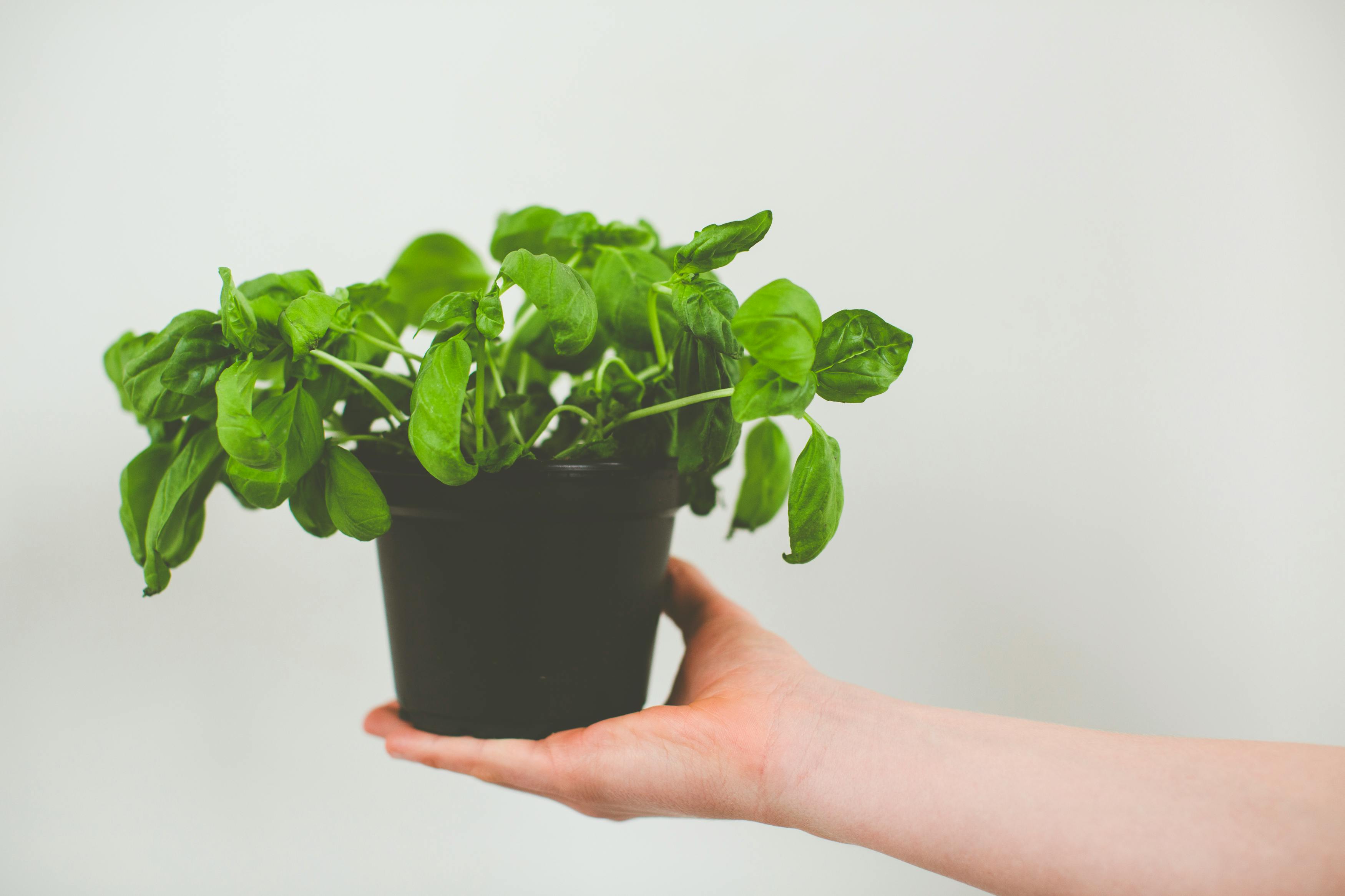 Why Fresh Herbs Deserve a Place in a Healthy Kitchen
