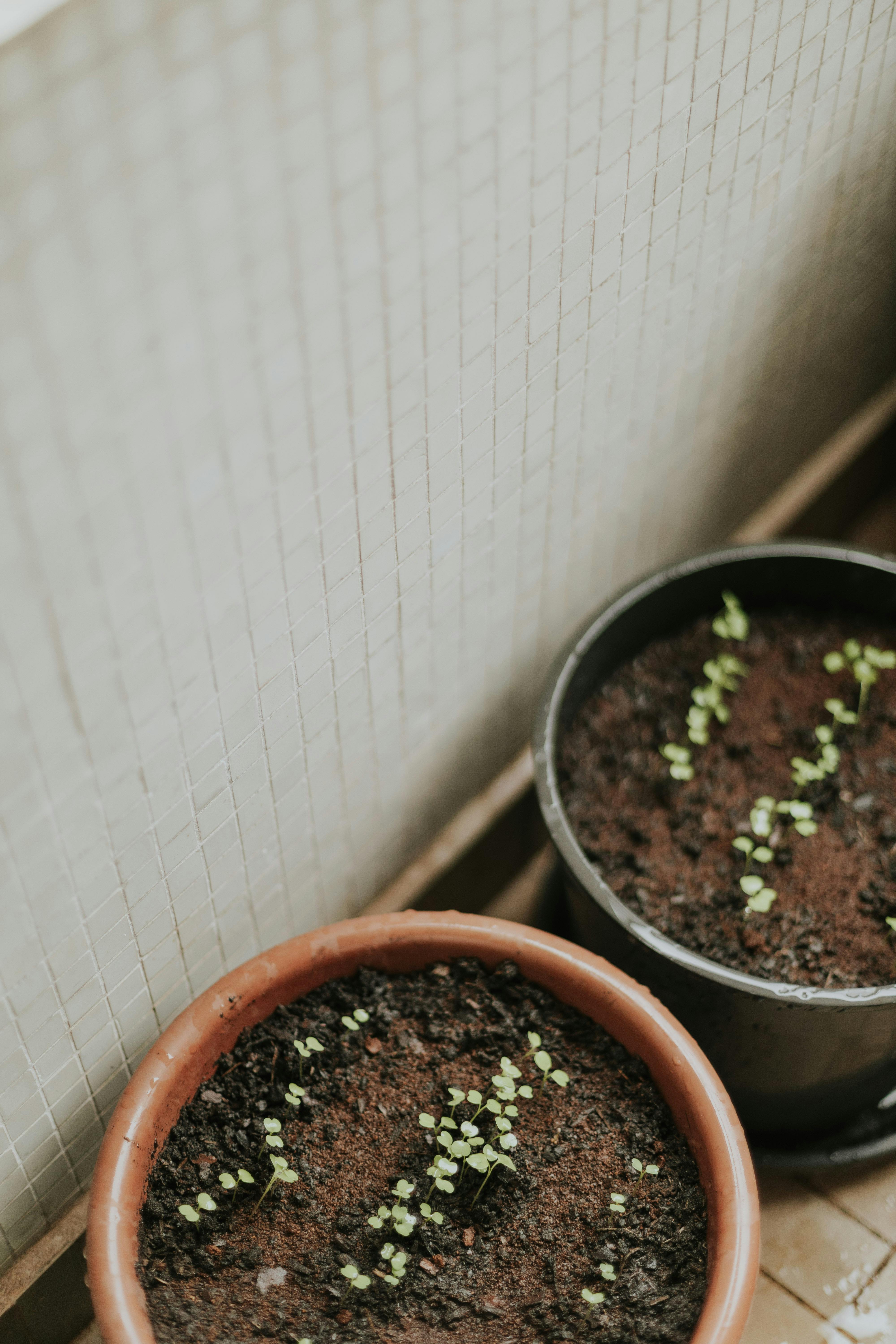 Young seedlings growing in an indoor smart garden