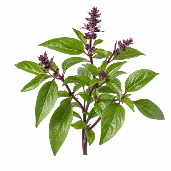 Thai Basil