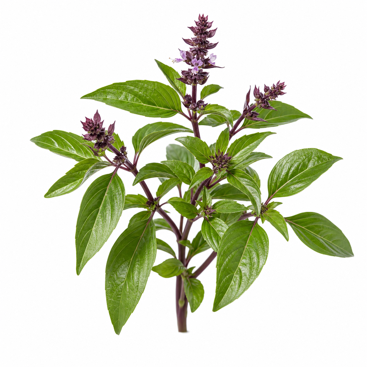Thai Basil