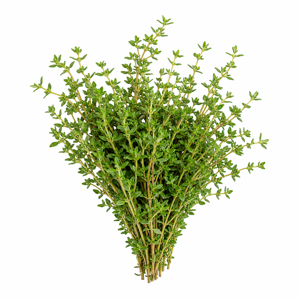 Thyme