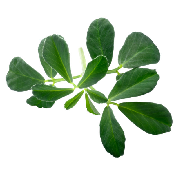 Classic Fenugreek