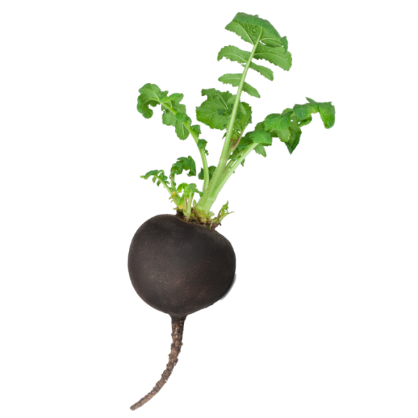 Nero Tondo Radish