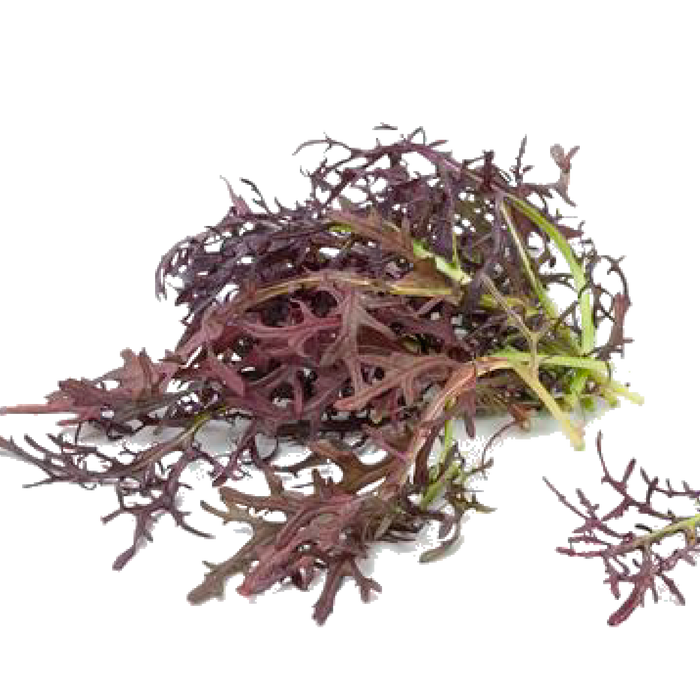 Red-Streaked Mizuna Mustard