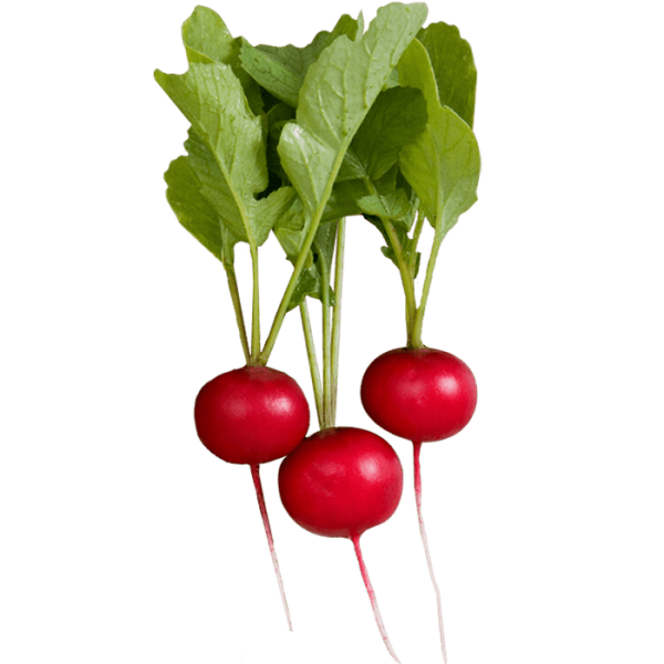 Radish Sora