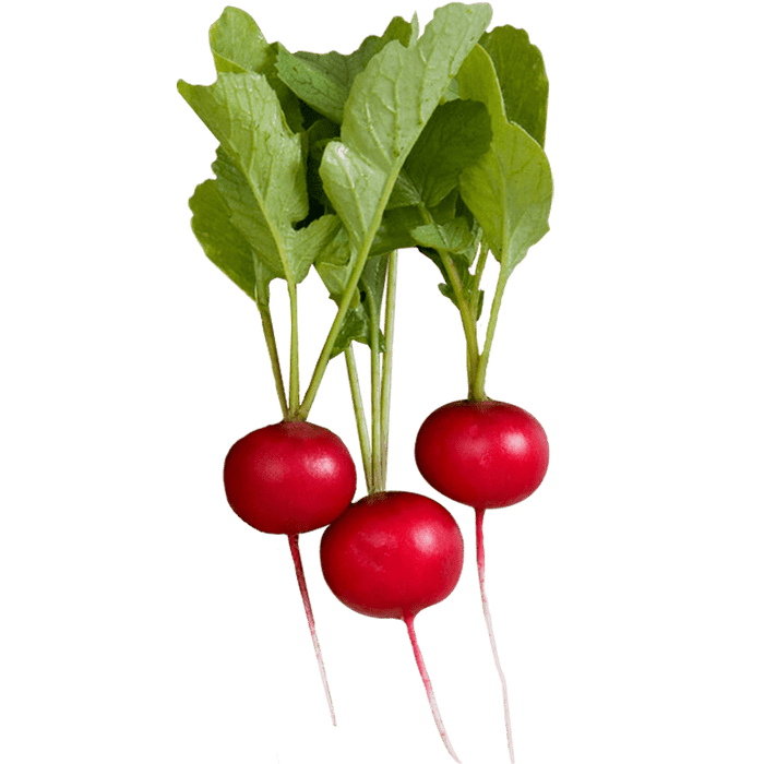 Radish Sora