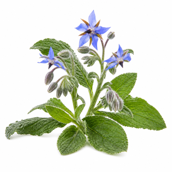 Borage