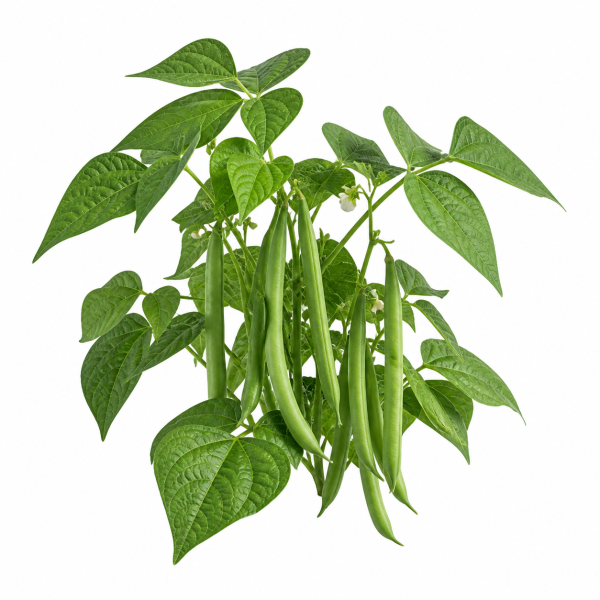 Bush Bean