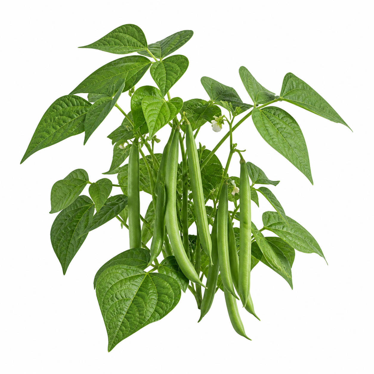 Bush Bean