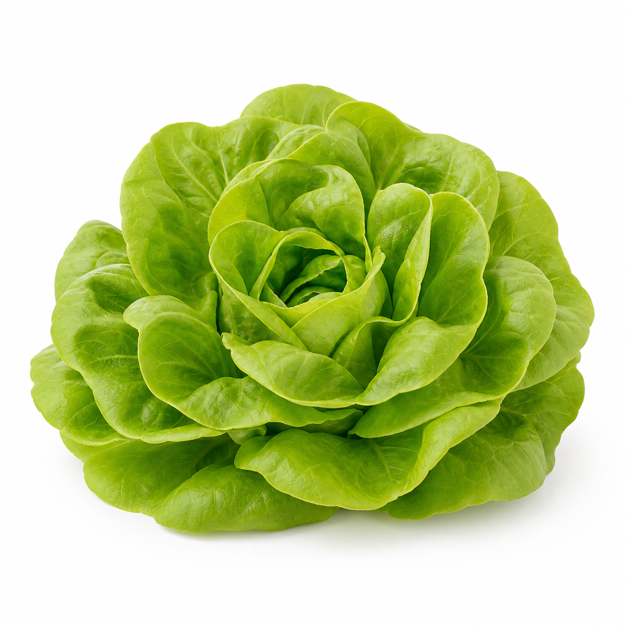 Buttercrunch Lettuce