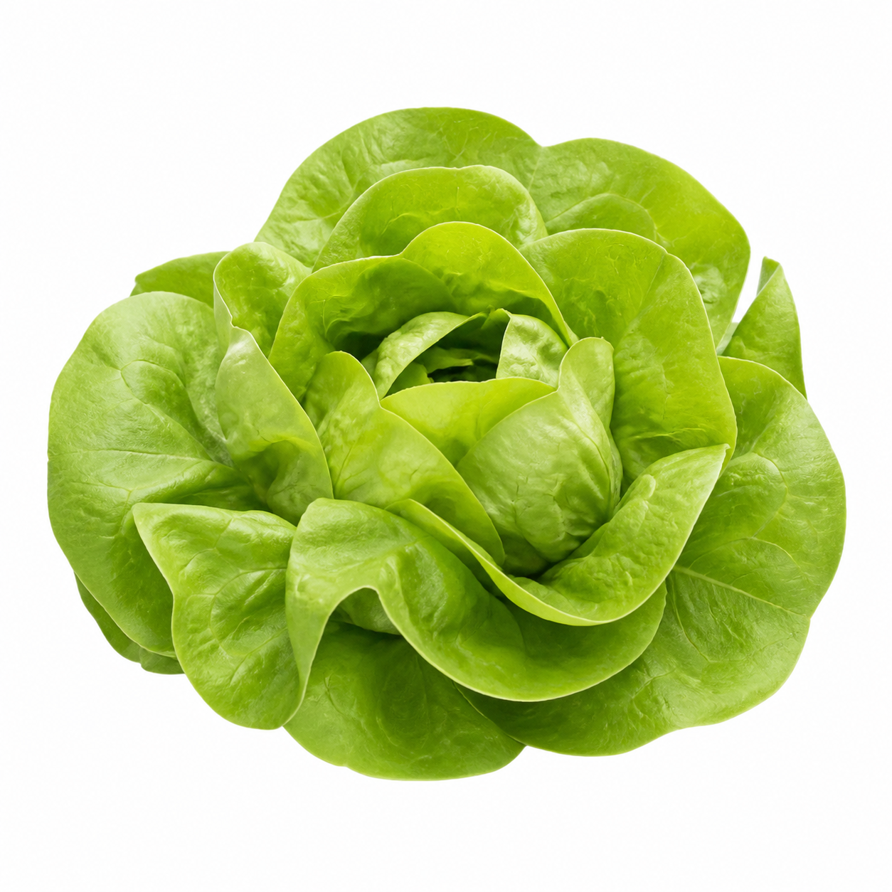 Butterhead Lettuce