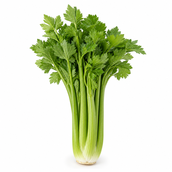 Celery