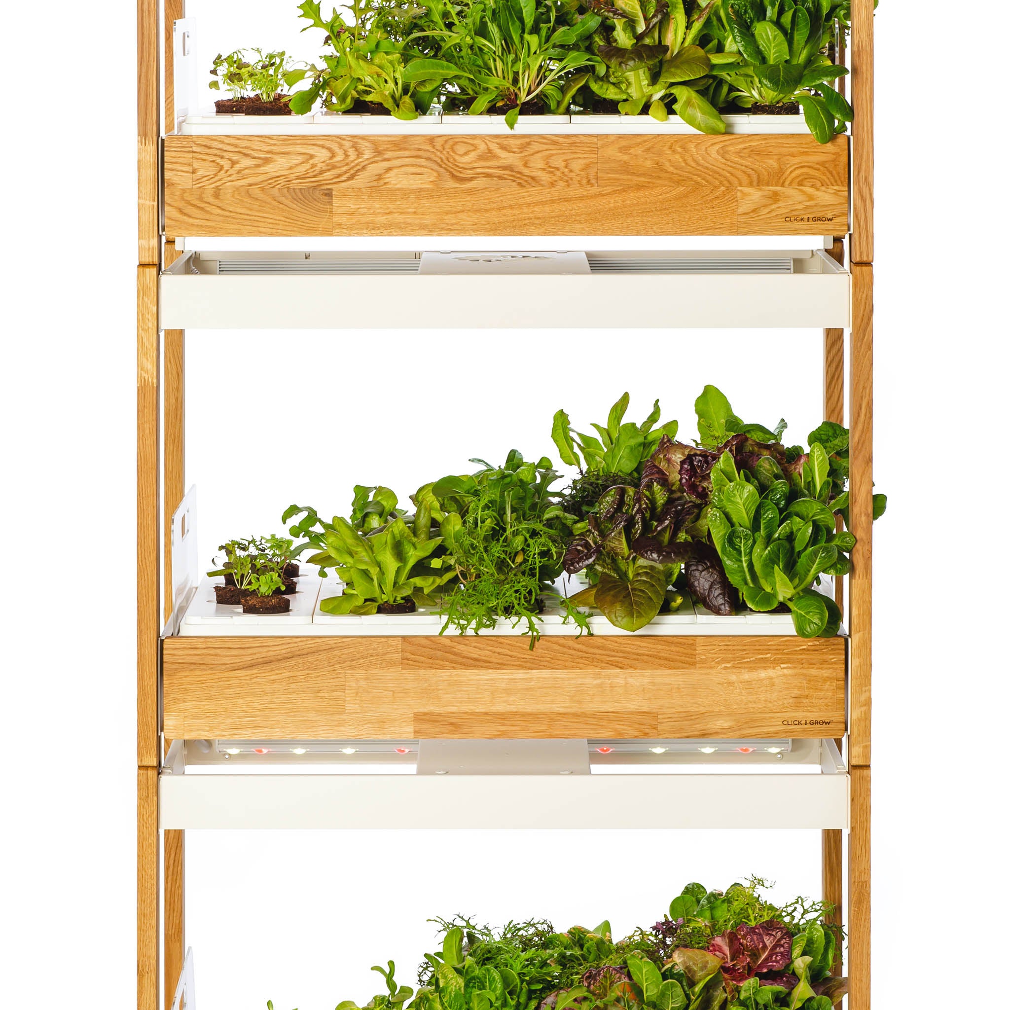 Click & Grow 25 leafy greens ready to harvest