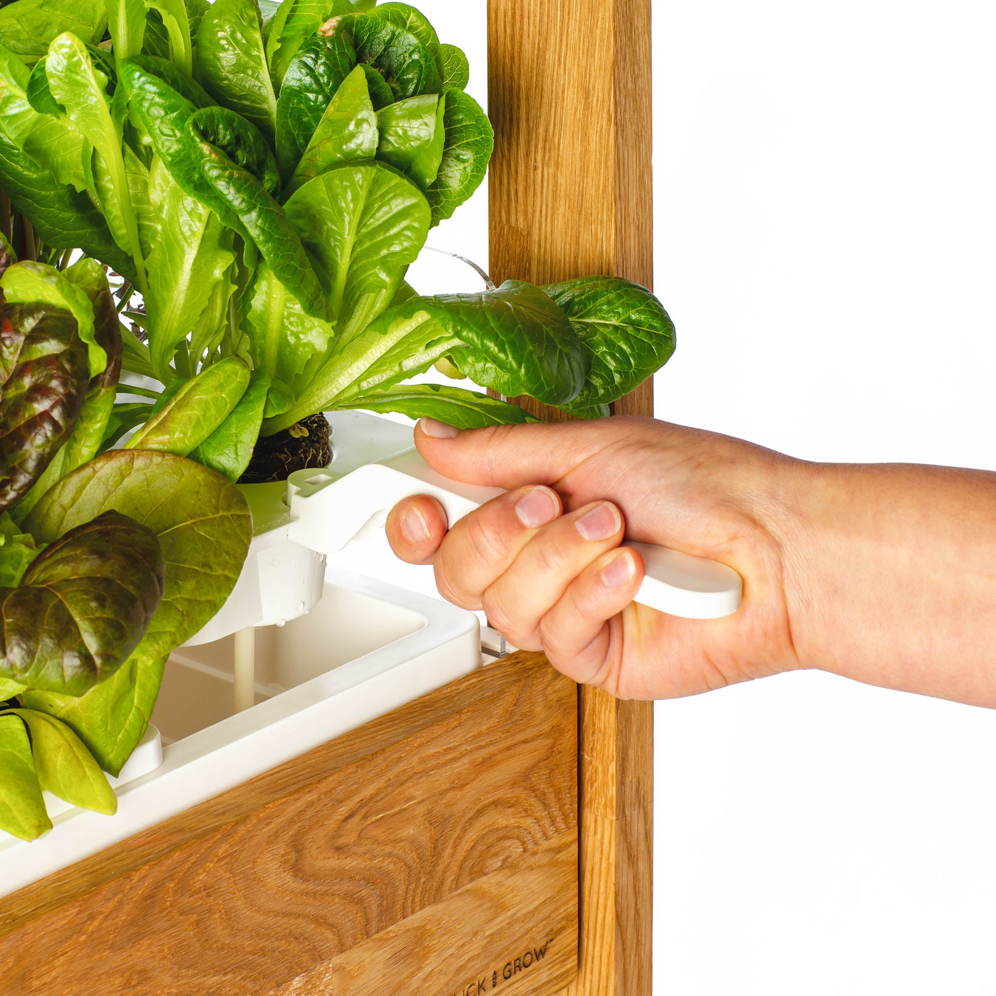 Click & Grow 25 removable tray system for greens