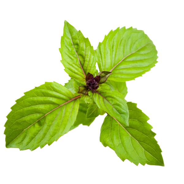 Cinnamon Basil