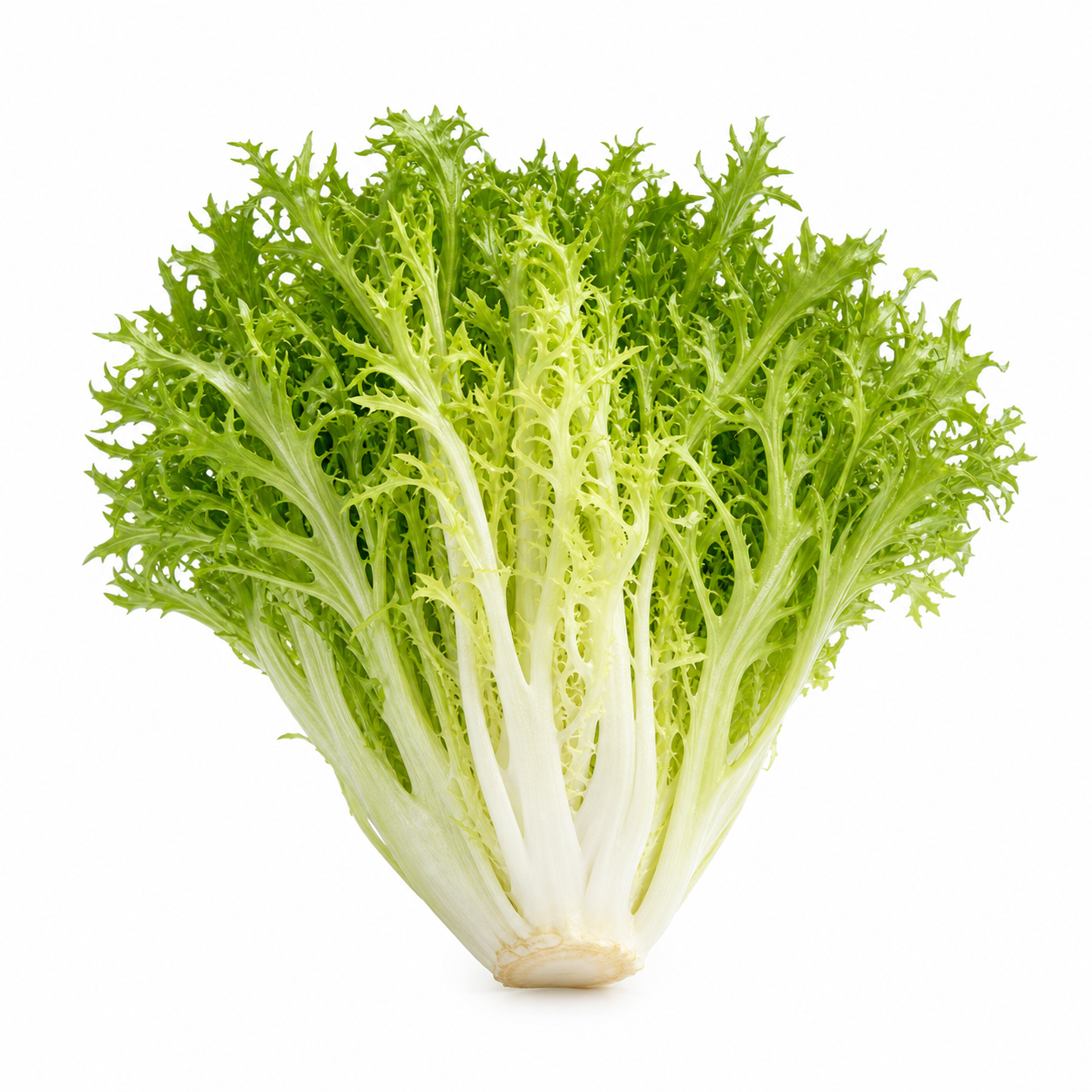 Endive