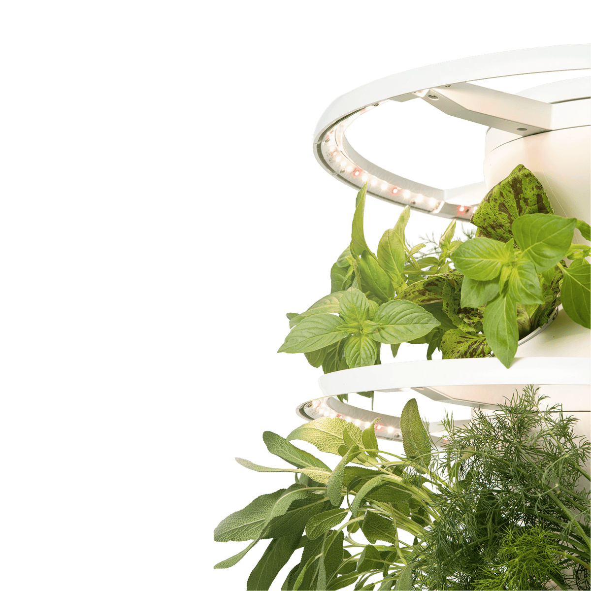 Glow Rings detail for indoor Farmstand lighting