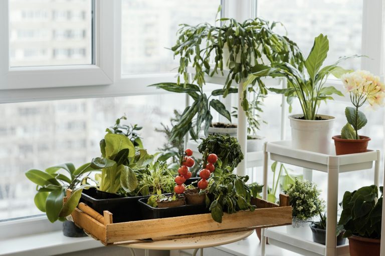 How to Choose an Indoor Garden