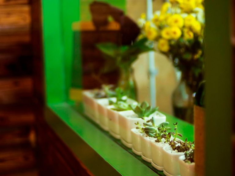Hydroponic vs Smart Soil vs Fogponic Indoor Gardens: Which Growing Method Makes Sense at Home?