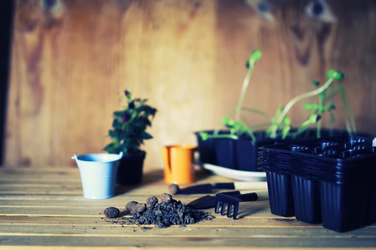 Best Beginner Indoor Garden: What to Buy
