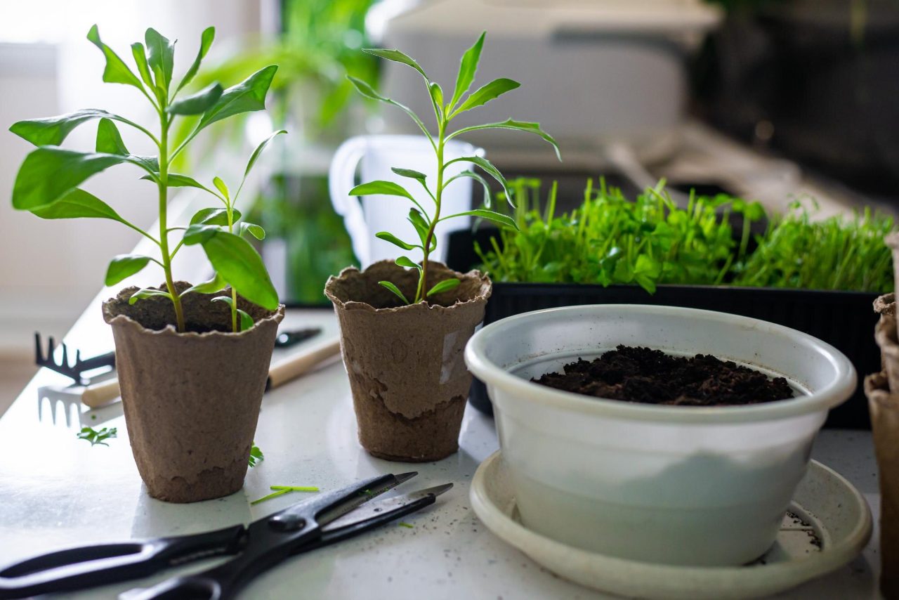 Best Countertop Herb Garden System Guide