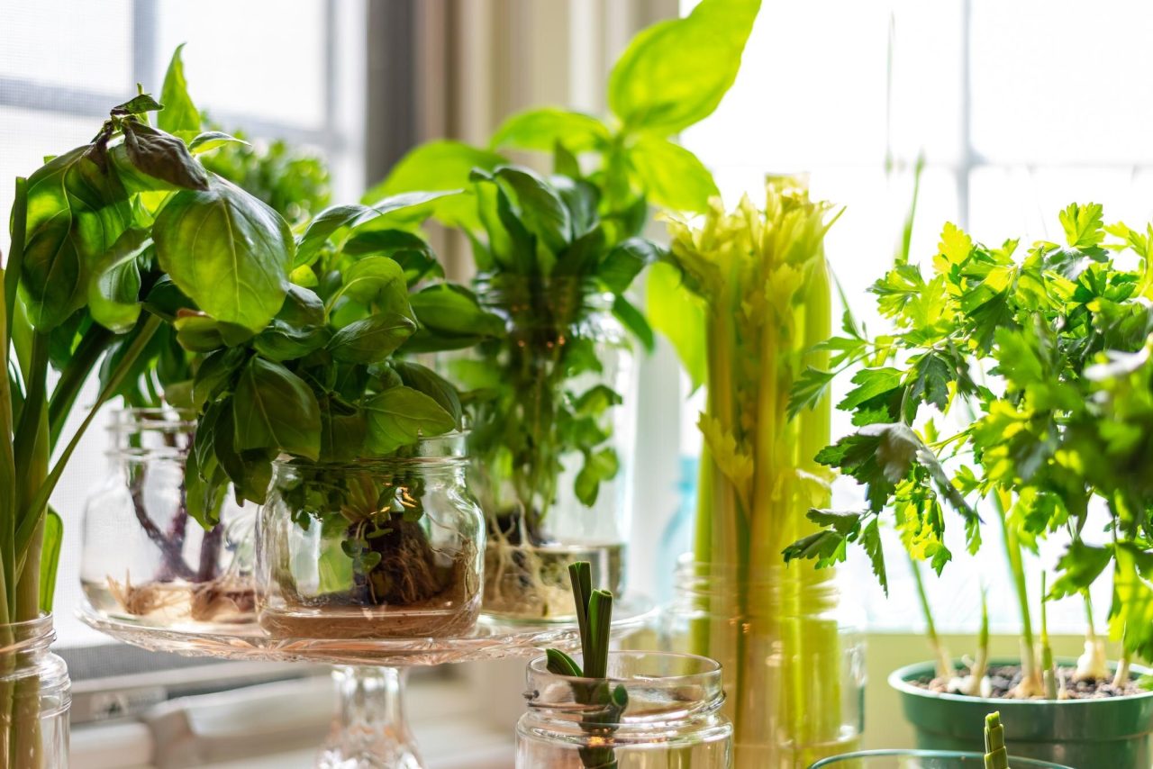 Countertop Indoor Gardens Compared: Which Smart Garden Fits Your Kitchen?