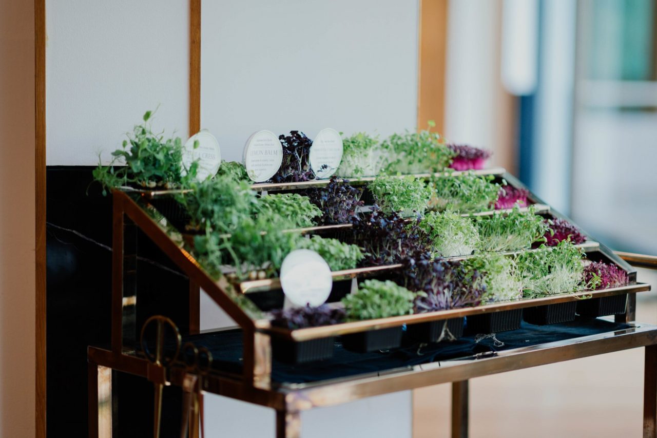 Hydroponic Garden for Home: What Fits Best