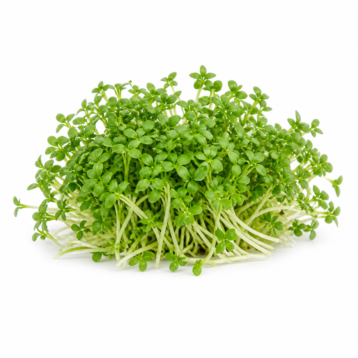 Garden Cress