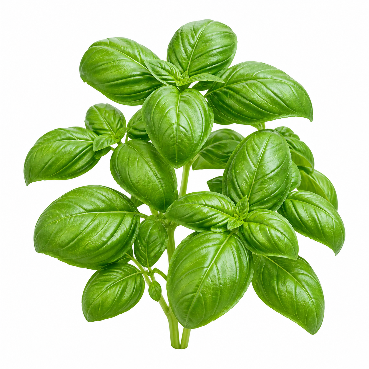 Genovese Basil