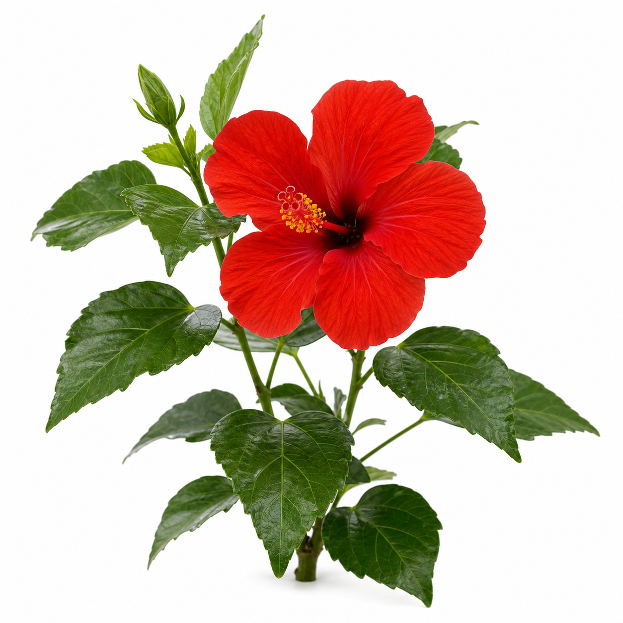 Hibiscus