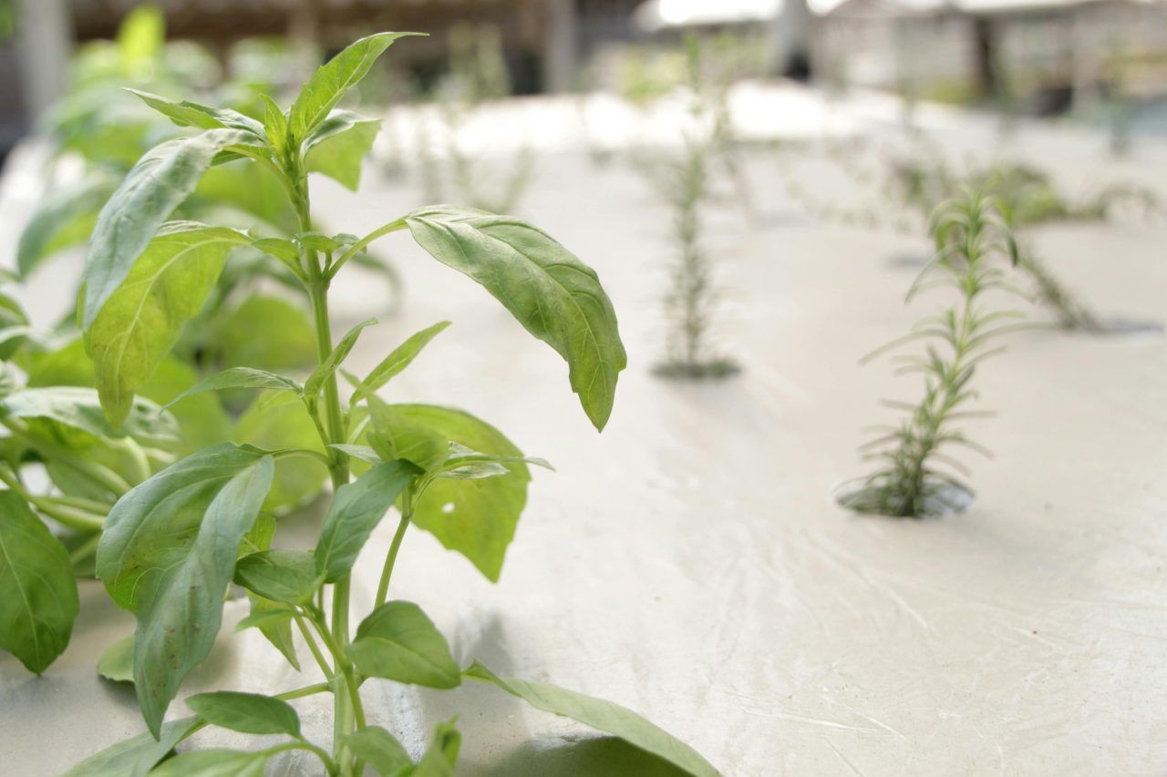 Hydroponic vs Smart Soil vs Fogponic Indoor Gardens: Which Growing Method Makes Sense at Home?