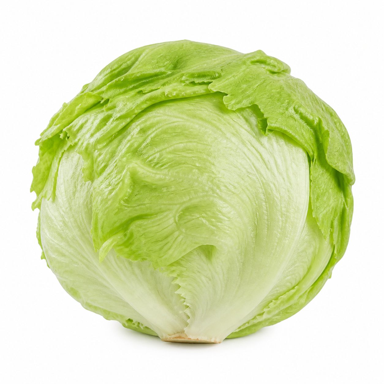 Iceberg Lettuce