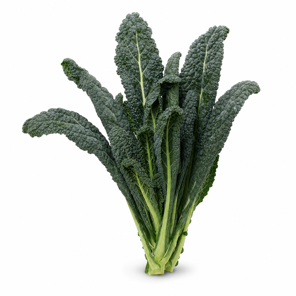 Lacinato Kale