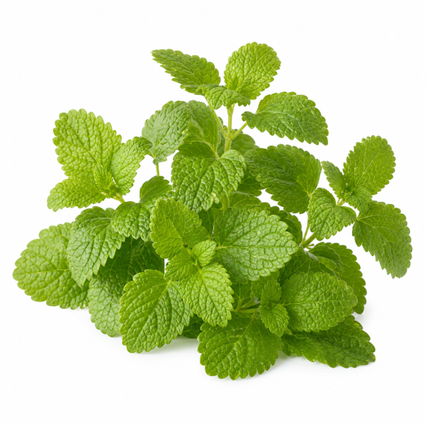 Lemon Balm