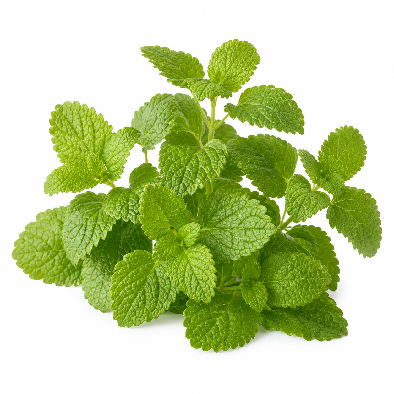 Lemon Balm