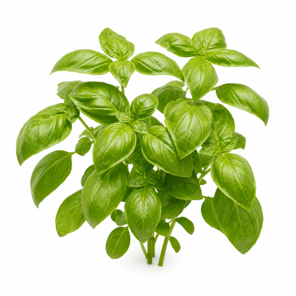 Lime Basil