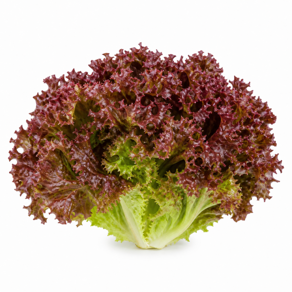 Lollo Rossa Lettuce