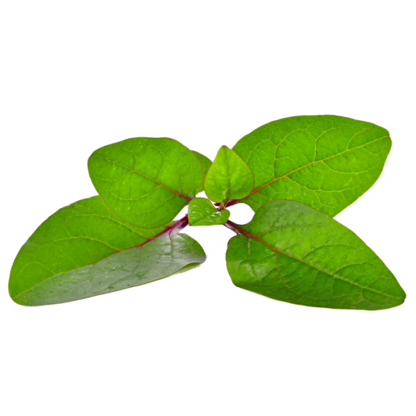 Red Malabar Vining Spinach