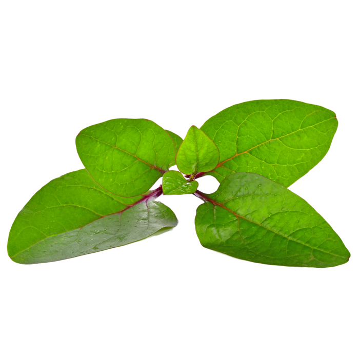 Red Malabar Vining Spinach